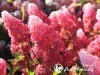 Hortenzija šluotelinė ,Fraise Melba Renba' (lot. Hydrangea paniculata)